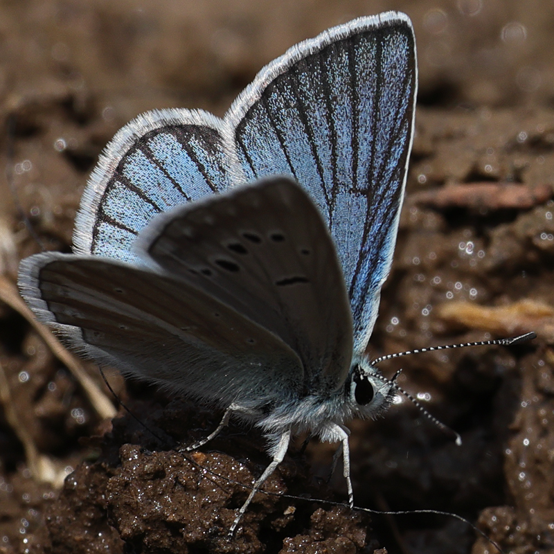 Polyommatus vanensis