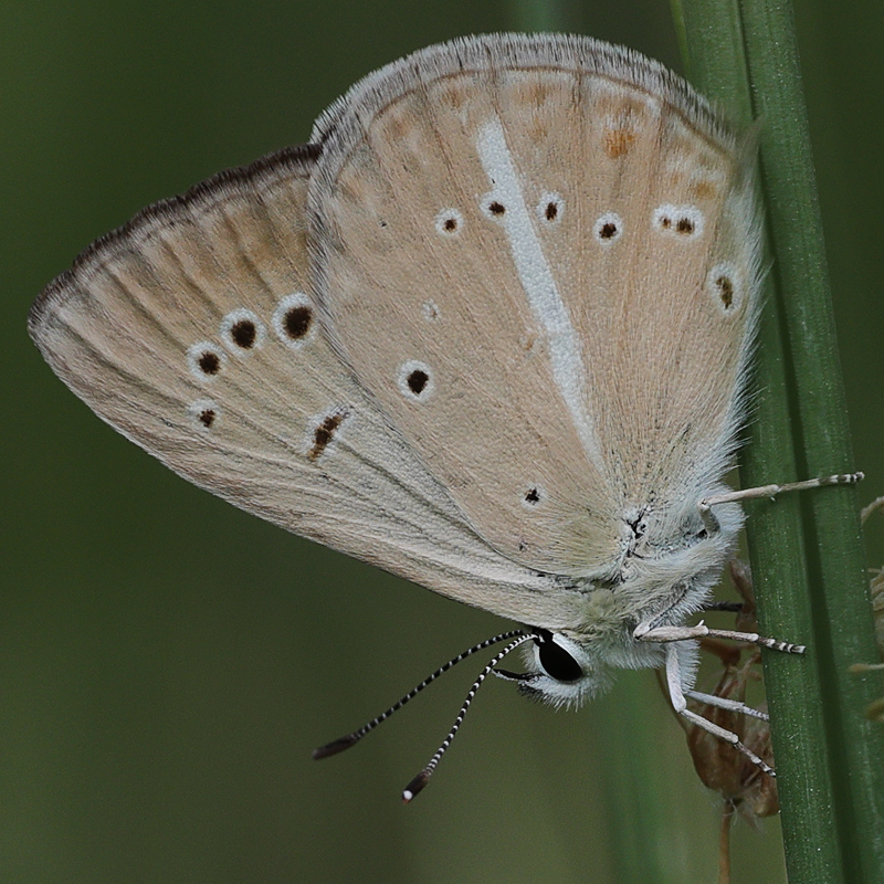 Polyommatus sp.