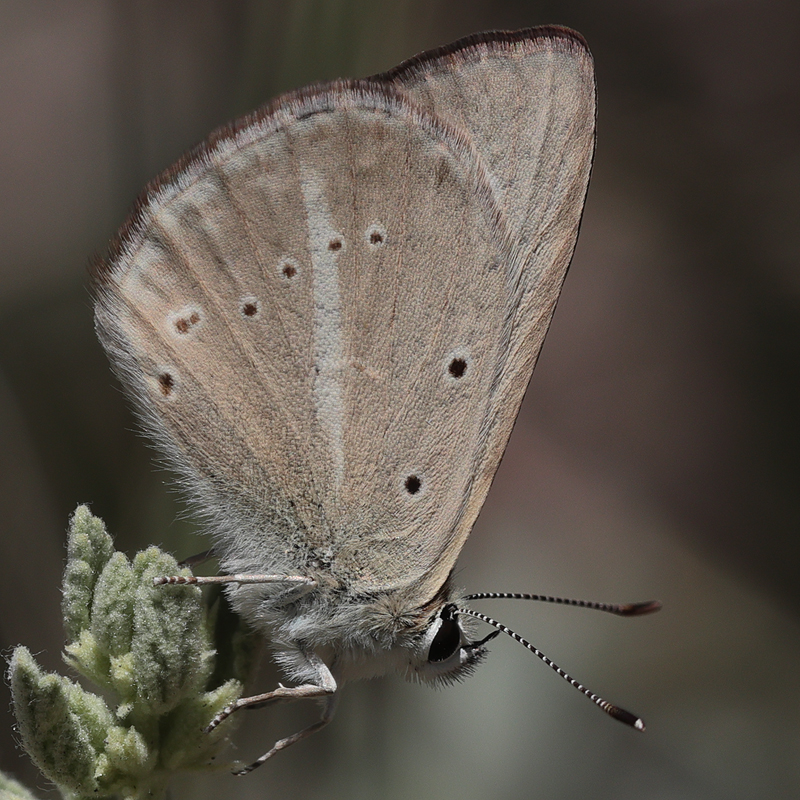 Polyommatus sp.