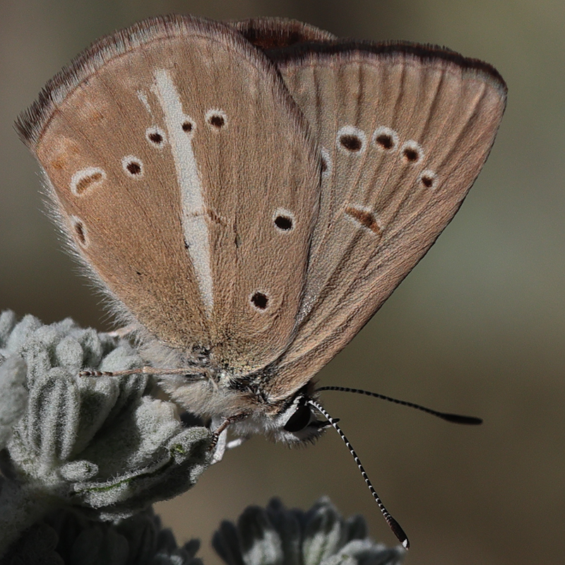 Polyommatus demavendi