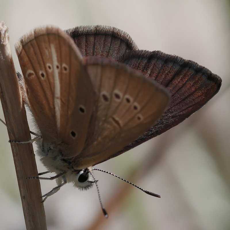 Polyommatus demavendi