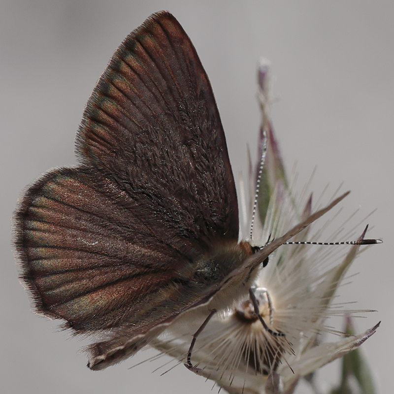 Polyommatus demavendi