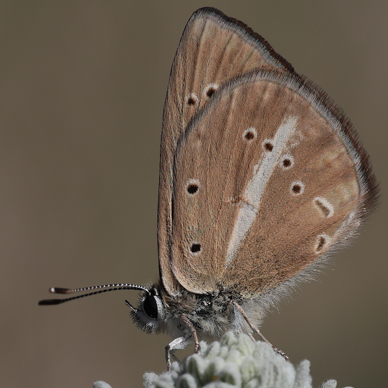 Polyommatus demavendi