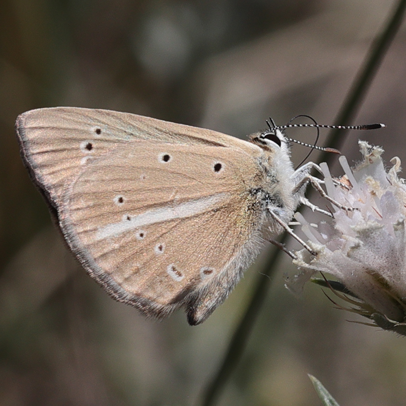 Polyommatus sp.