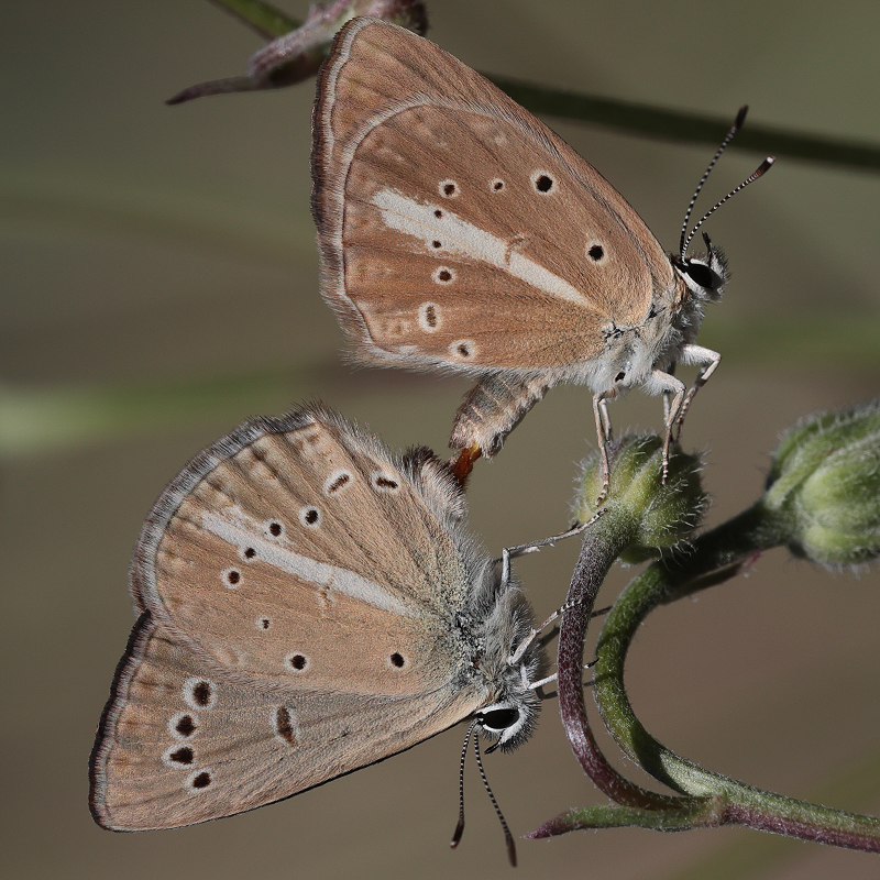 Polyommatus demavendi copula