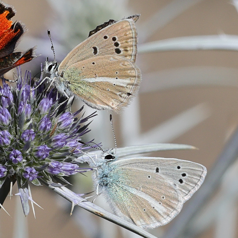 Polyommatus vanensis male and female