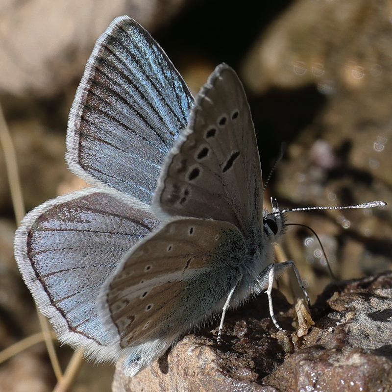Polyommatus vanensis copula attempt