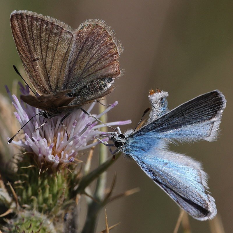 Polyommatus vanensis copula attempt