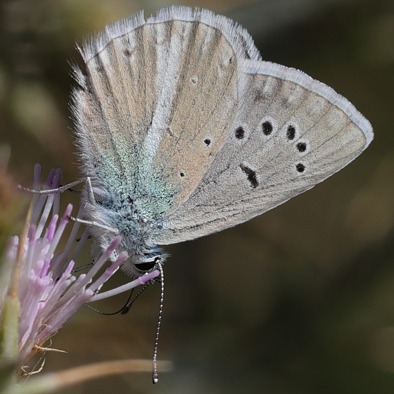Polyommatus vanensis