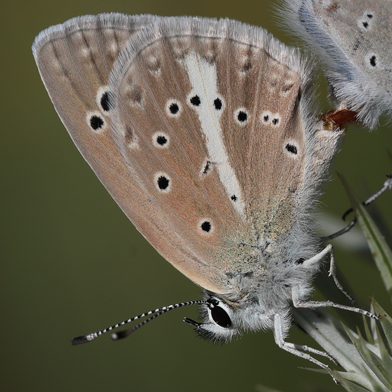 Polyommatus pseudactis