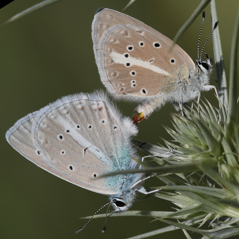 Polyommatus pseudactis copula