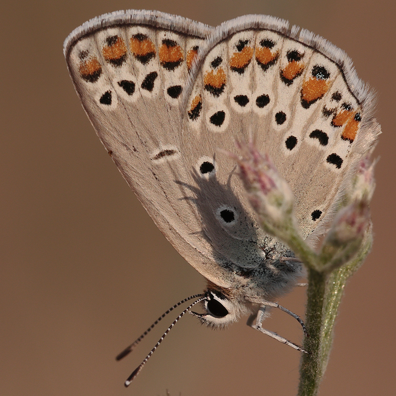 Kretania eurypilus (iranica)