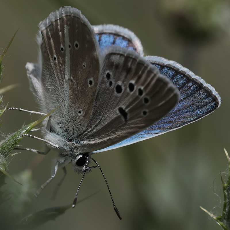 Polyommatus sp.