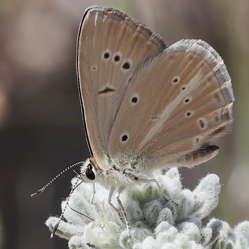 Polyommatus sp.