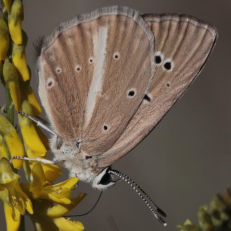 Polyommatus sp.