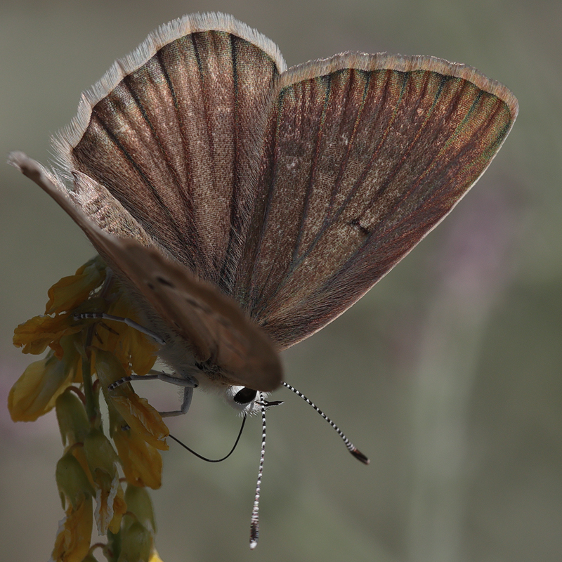 Polyommatus sp.