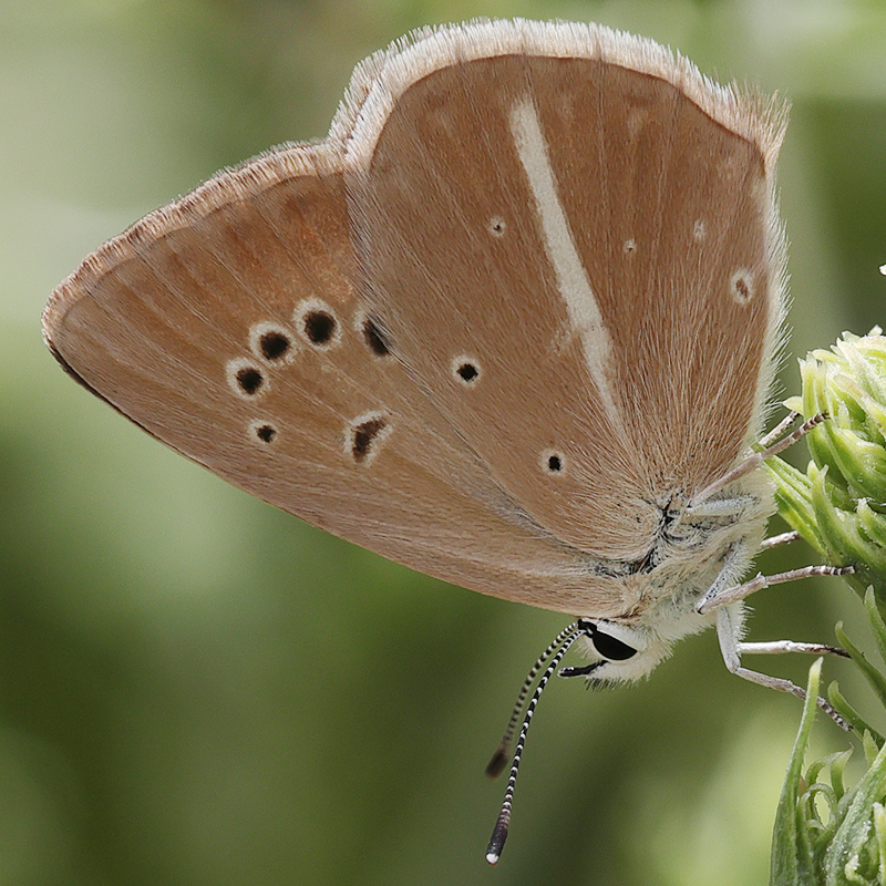 Polyommatus sp.