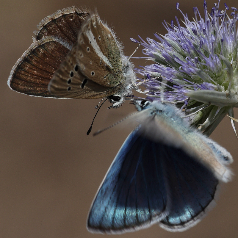 Polyommatus vanensis