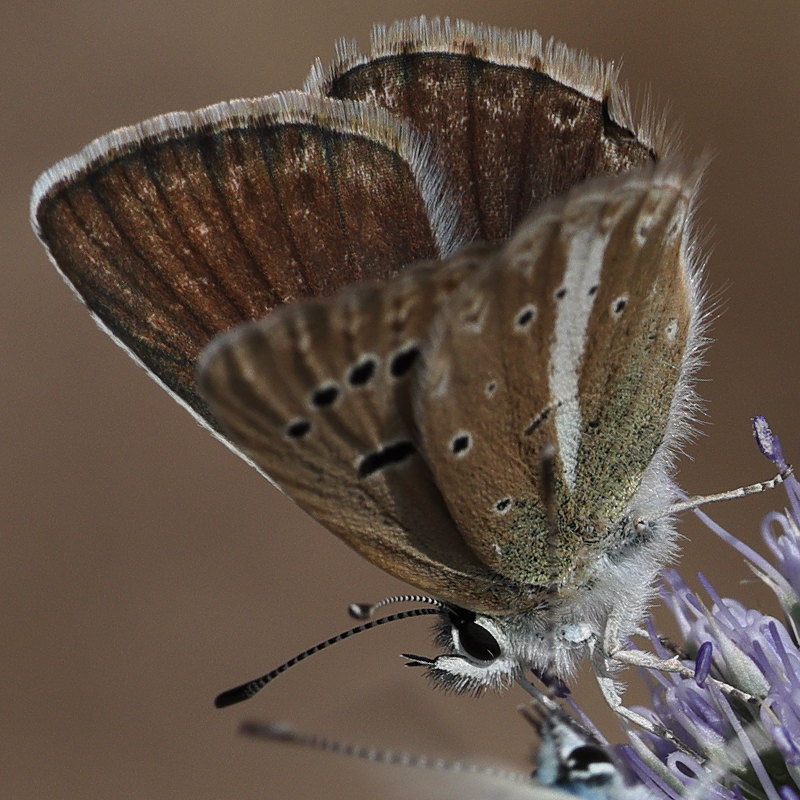 Polyommatus vanensis