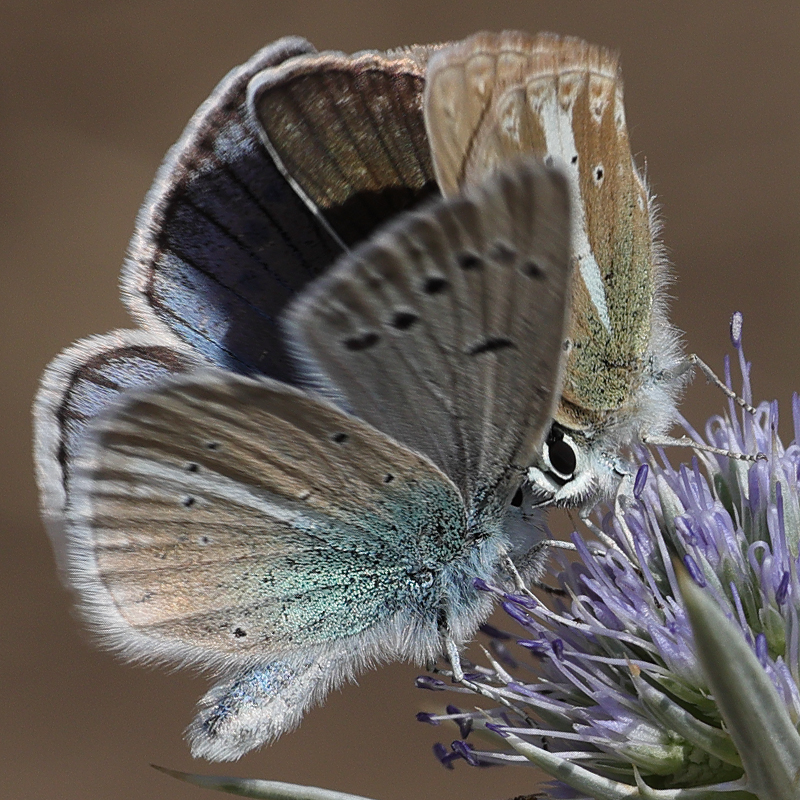 Polyommatus vanensis