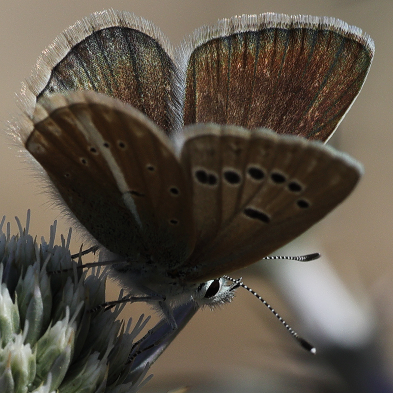 Polyommatus vanensis