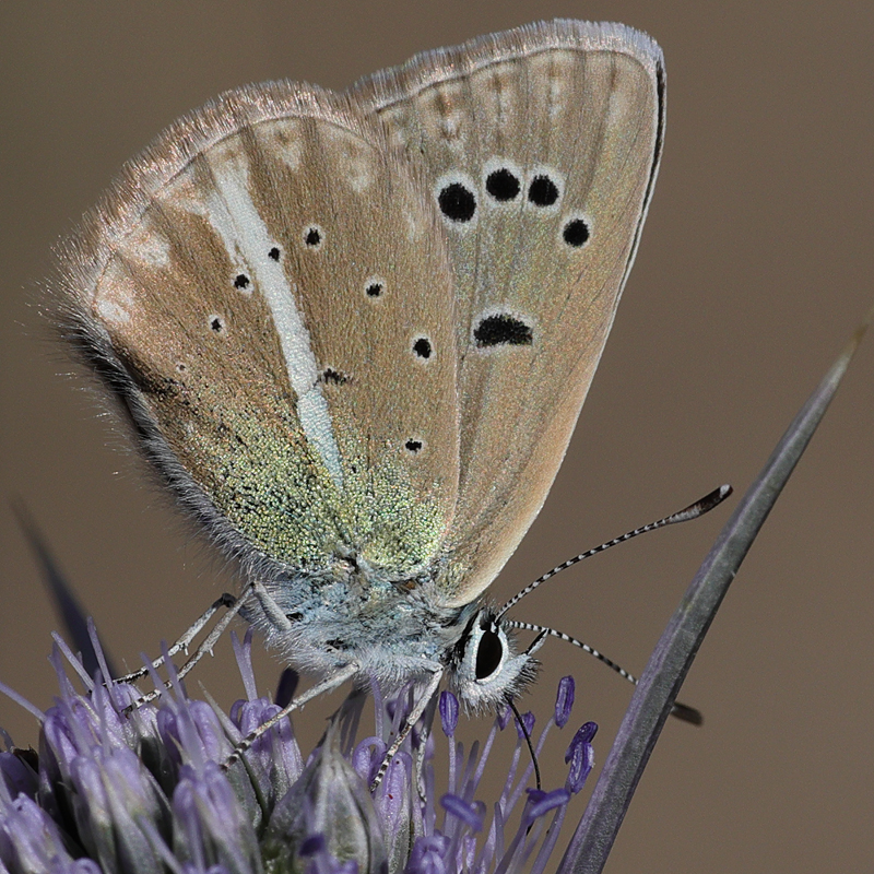 Polyommatus vanensis