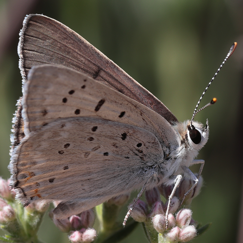 Lycaena xanthoides (obsolescens)