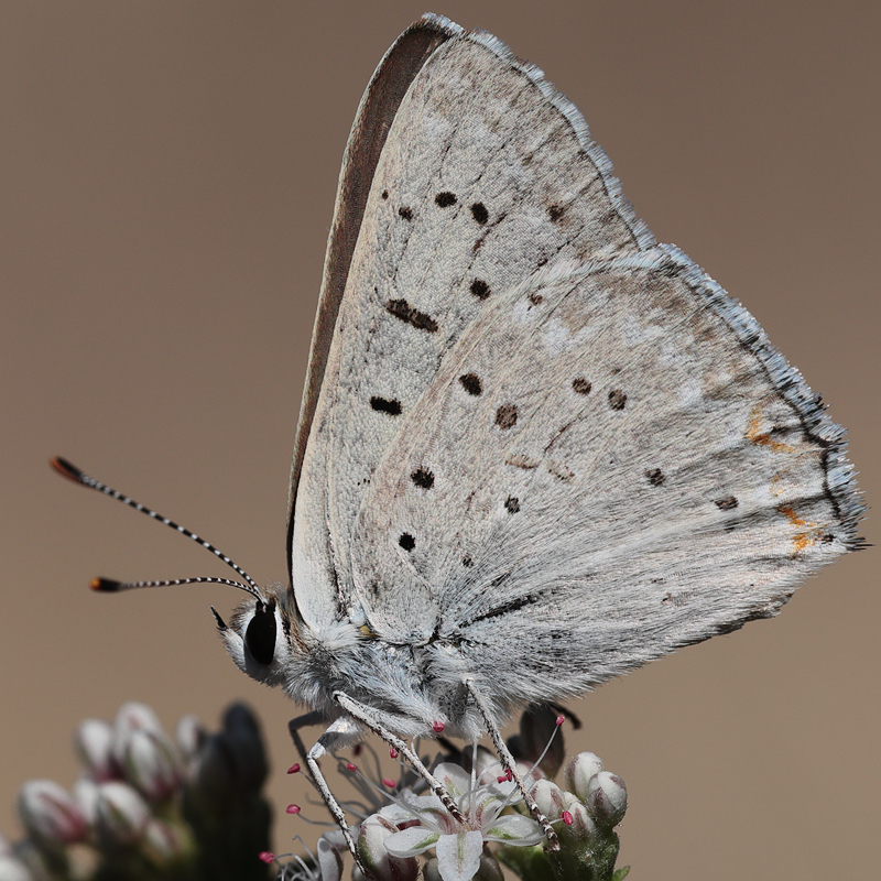 Lycaena xanthoides (obsolescens)