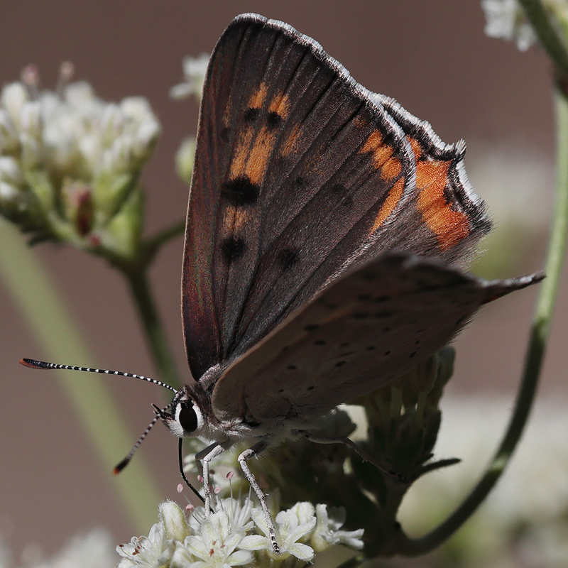 Lycaena xanthoides female