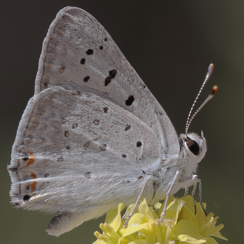 Lycaena xanthoides