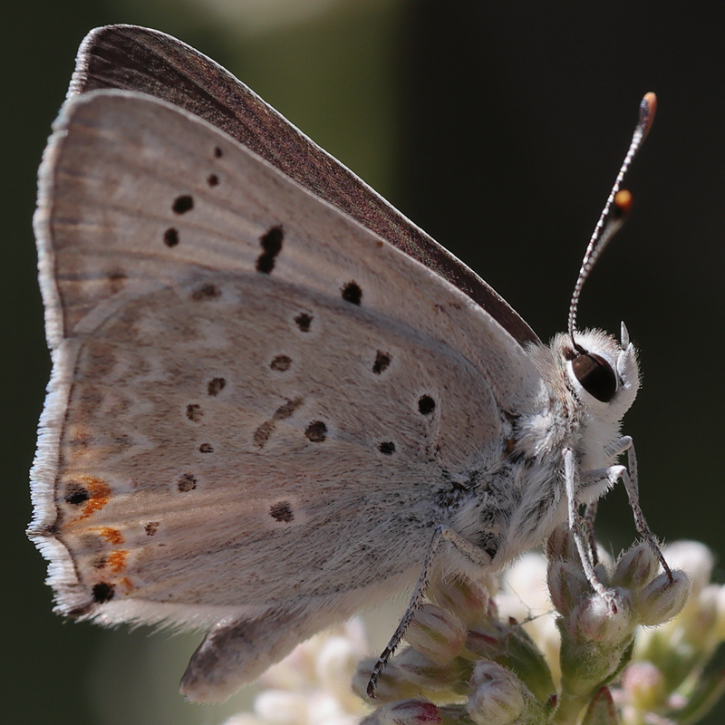 Lycaena xanthoides