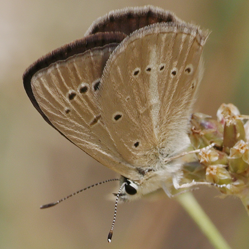 Polyommatus sp.