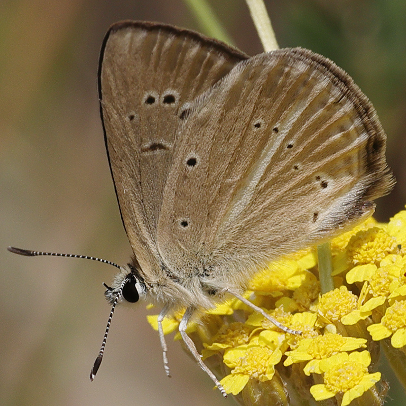 Polyommatus sp.