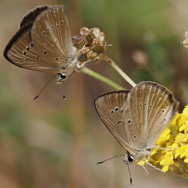Polyommatus sp.