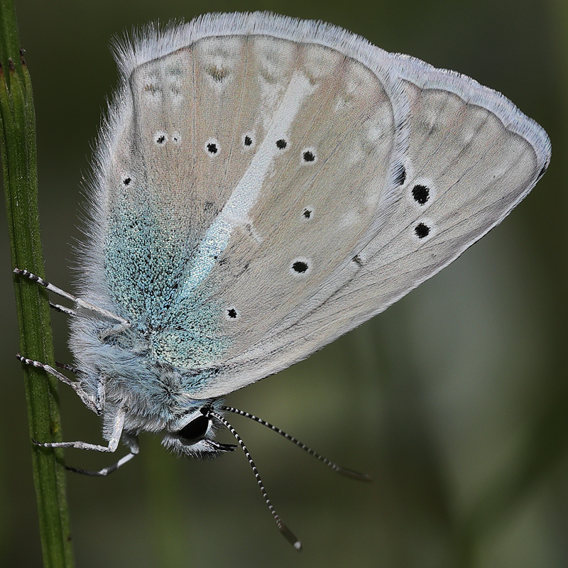 Polyommatus pierceae