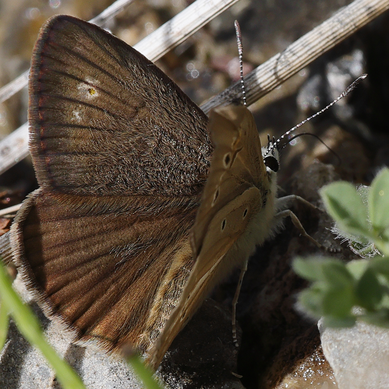 Polyommatus sp.