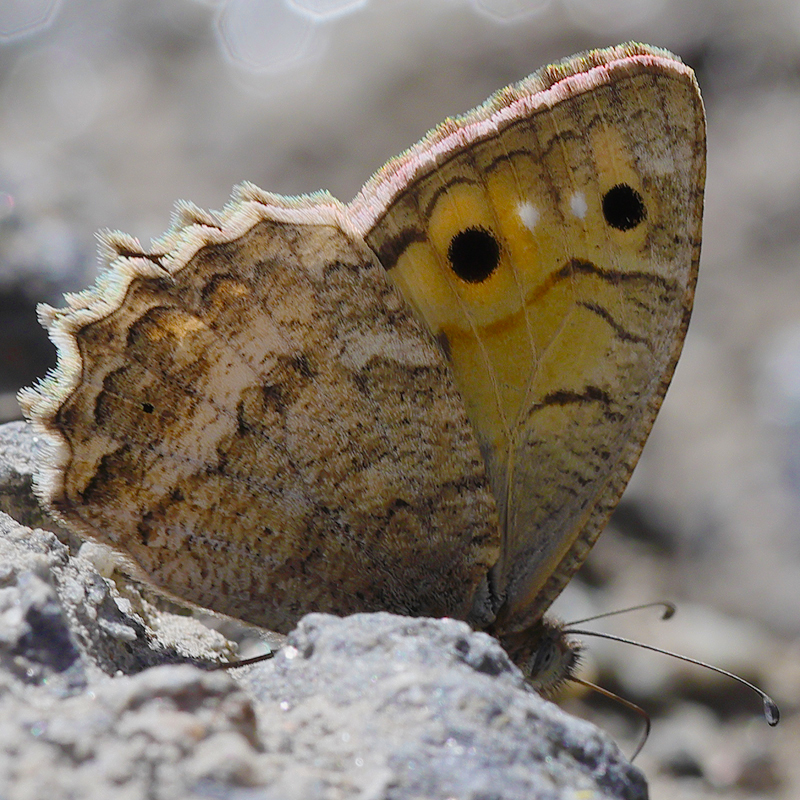 Pseudochazara mamurra