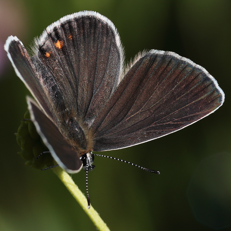 Kretania eurypilus (iranica)