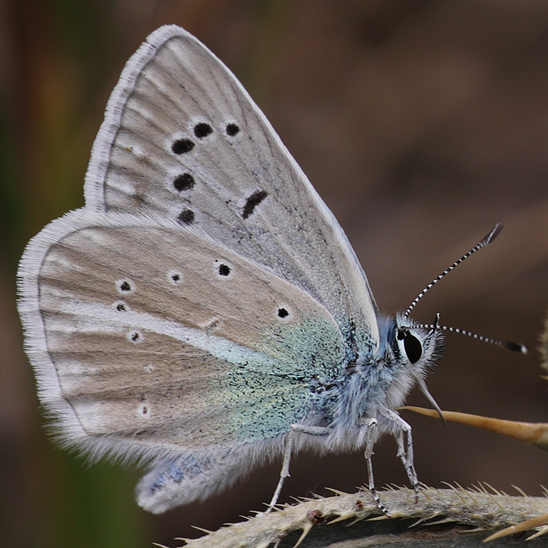 Polyommatus sp.