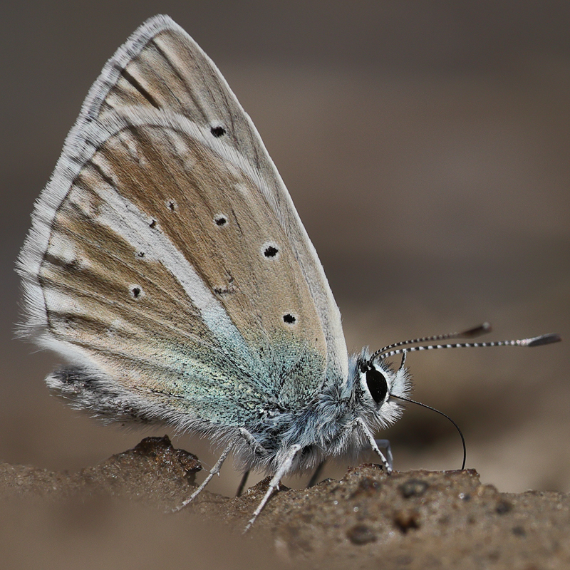 Polyommatus sp.