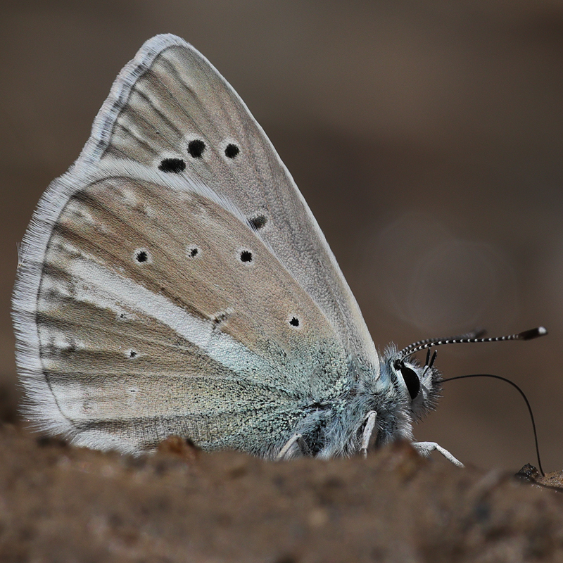 Polyommatus sp.