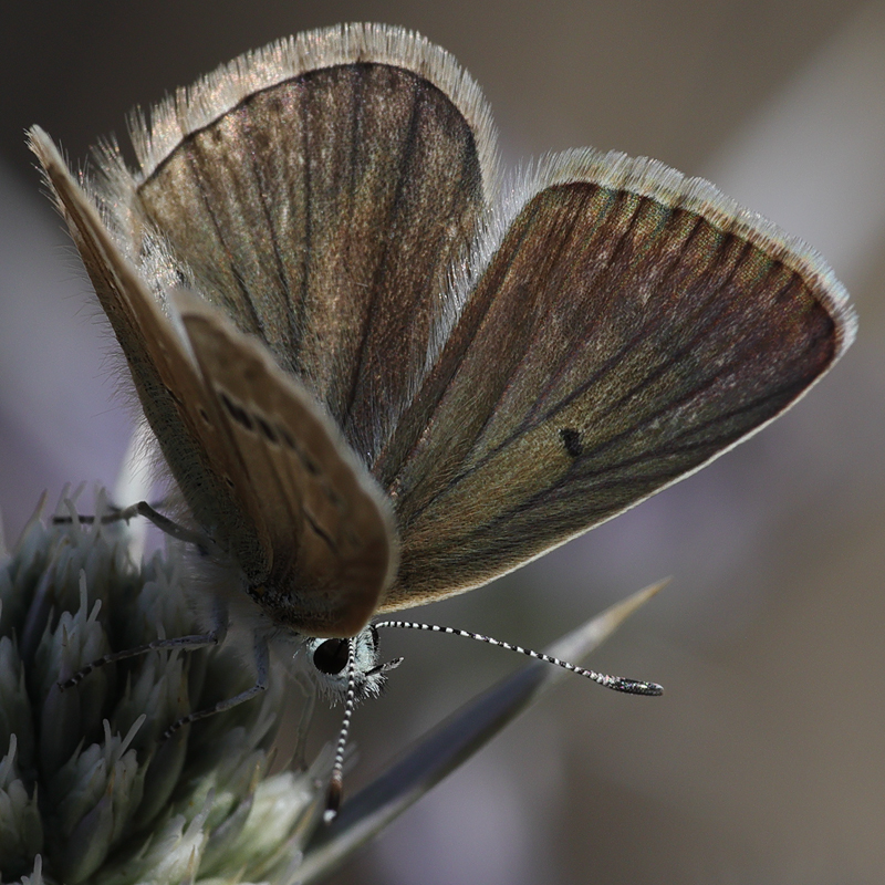 Polyommatus sp.
