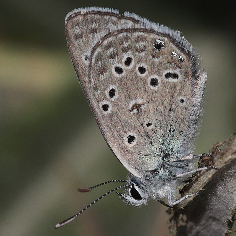 Plebejus morgianus