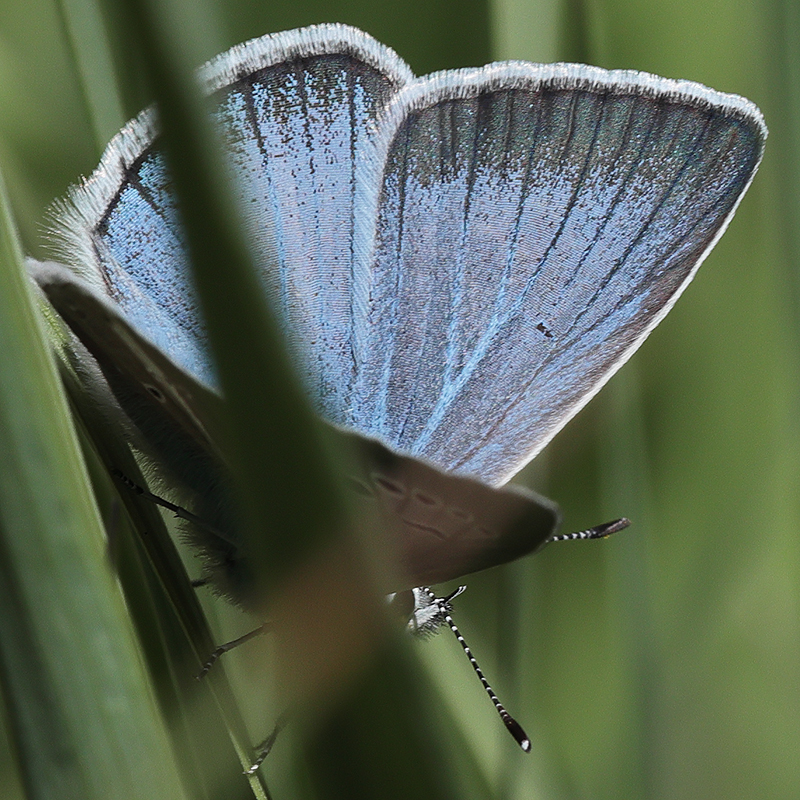 Polyommatus baytopi