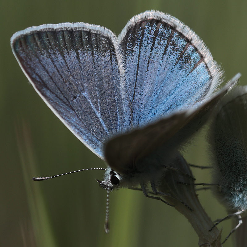 Polyommatus baytopi