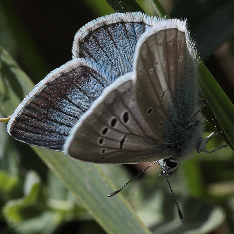 Polyommatus baytopi