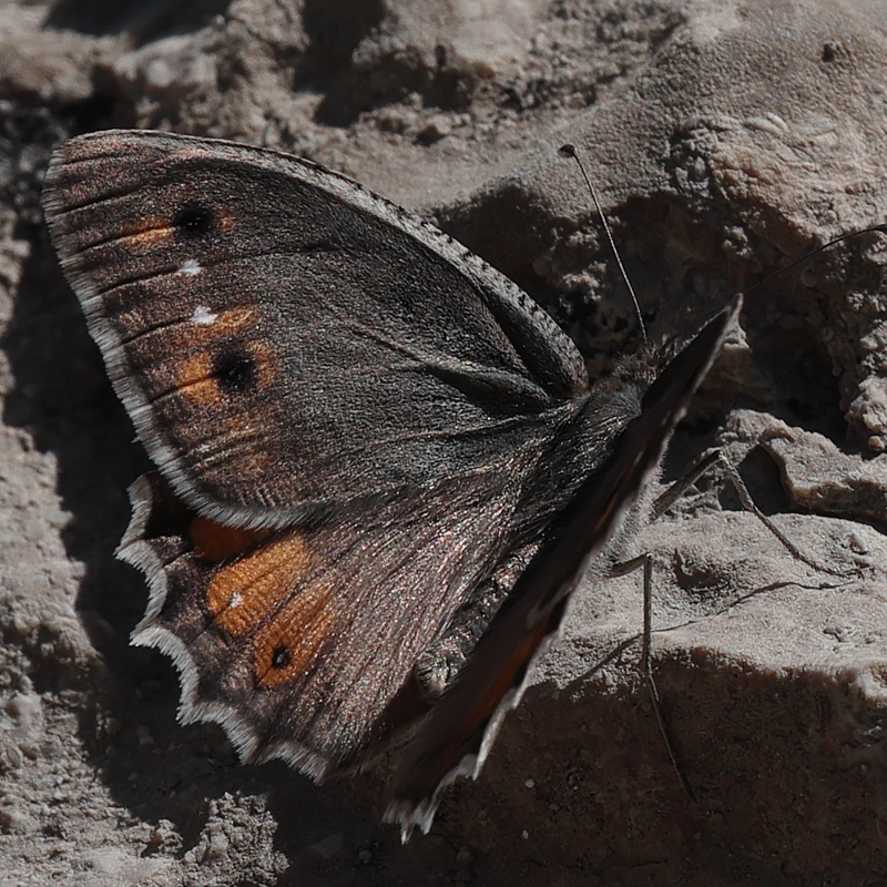 Pseudochazara mamurra