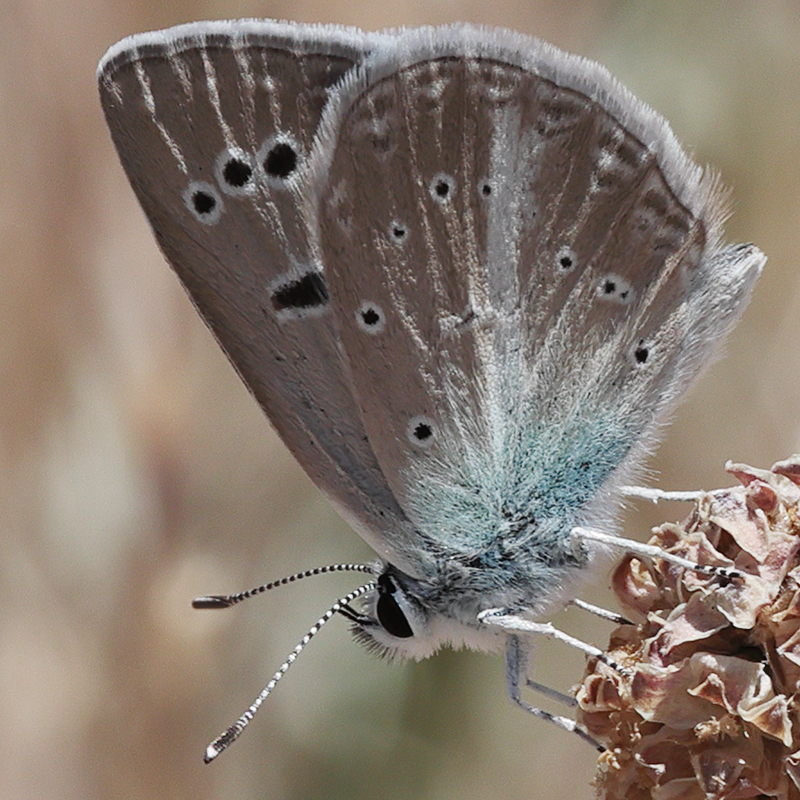Polyommatus sp.