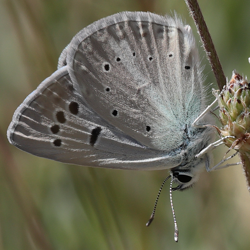 Polyommatus sp.
