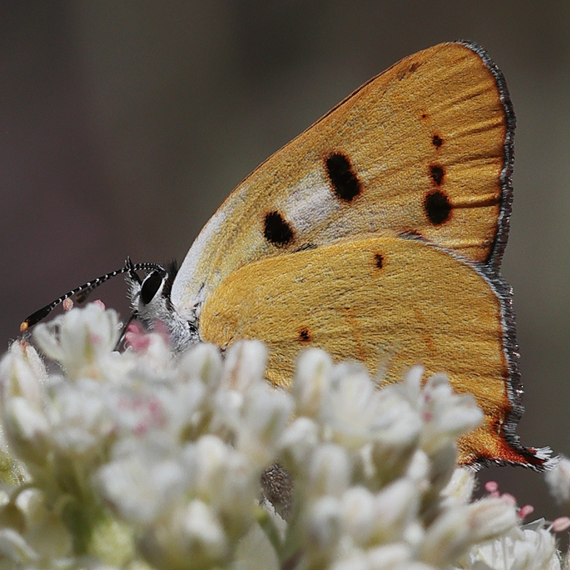 Lycaena hermes